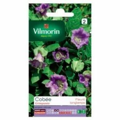 Castorama Graines De Cobée Grimpante Vilmorin