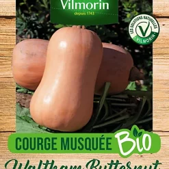Castorama Graines De Courge Butternut Bio