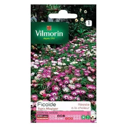 Castorama Graines De Ficoïde Tapis Magique Vilmorin