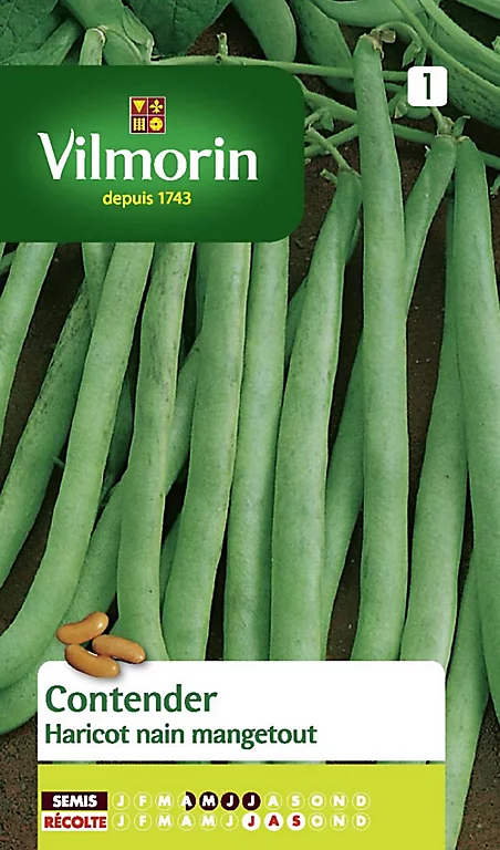 Castorama Graines De Haricot Nain Mangetout Contender 3 Castorama Graines De Haricot Nain Mangetout Contender