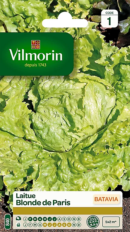 Castorama Graines De Laitue Batavia Blonde De Paris Vilmorin 3 Castorama Graines De Laitue Batavia Blonde De Paris Vilmorin
