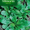 Castorama Graines De Mâche Verte De Cambrai Vilmorin 1 Castorama Graines De Mâche Verte De Cambrai Vilmorin -Clôture Soldes graines de mache verte de cambrai vilmorin3211500007858 01c FR CF