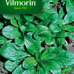 Castorama Graines De Mâche Verte De Cambrai Vilmorin