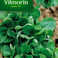 Castorama Graines De Mâche Verte De Louviers Vilmorin