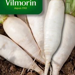 Castorama Graines De Navet De Croissy Vilmorin