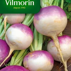 Castorama Graines De Navet De Nancy Vilmorin