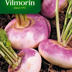Castorama Graines De Navet Rouge Plât Hâtif Vilmorin