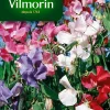 Castorama Graines De Pois De Senteur Spencer Varié Vilmorin 2 Castorama Graines De Pois De Senteur Spencer Varié Vilmorin -Clôture Soldes graines de pois de senteur spencer varie vilmorin3211500009807 01c FR CF