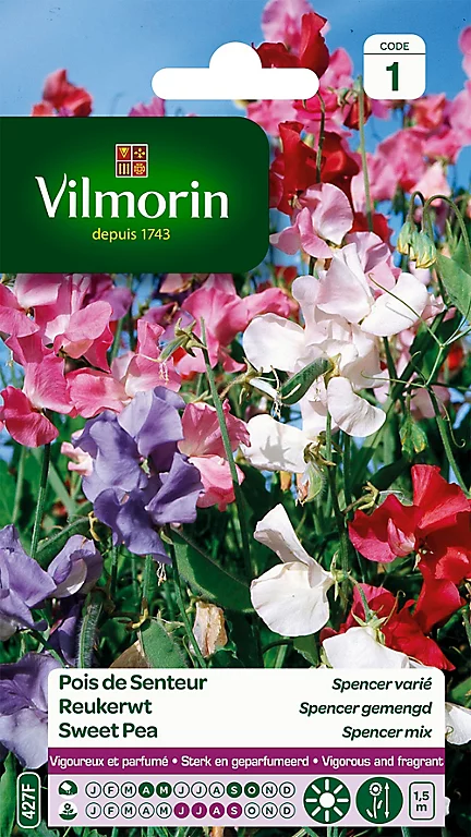 Castorama Graines De Pois De Senteur Spencer Varié Vilmorin 3 Castorama Graines De Pois De Senteur Spencer Varié Vilmorin