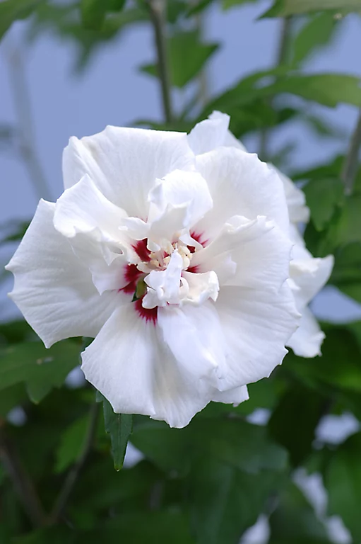 Castorama Hibiscus, Pot 17 Cm 3 Castorama Hibiscus, Pot 17 Cm