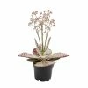 Castorama Kalanchoé « surprise Du Désert » 10,5cm 2 Castorama Kalanchoé « surprise Du Désert » 10,5cm -Clôture Soldes kalanchoe surprise du desert 10 5cm3663602463153 02c