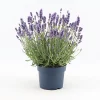 Castorama Lavande Angustifolia Felice Bleue 2L 1 Castorama Lavande Angustifolia Felice Bleue 2L -Clôture Soldes lavande angustifolia felice bleue 2l8719194203570 01c fr cf