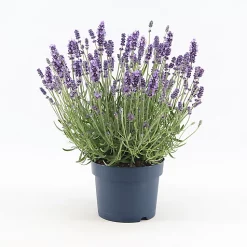 Castorama Lavande Angustifolia Felice Bleue 2L