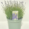 Castorama Lavande Angustifolia Hidcote 5L 1 Castorama Lavande Angustifolia Hidcote 5L -Clôture Soldes lavande angustifolia hidcote 5l8719194203631 01c fr cf