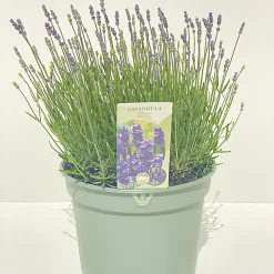 Castorama Lavande Angustifolia Hidcote 5L