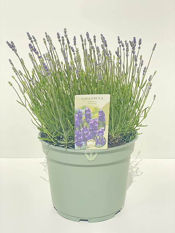 Castorama Lavande Angustifolia Hidcote 5L 3 Castorama Lavande Angustifolia Hidcote 5L