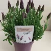 Castorama Lavande Stoechas Lamorosia Pot 13 Cm 2 Castorama Lavande Stoechas Lamorosia Pot 13 Cm -Clôture Soldes lavande stoechas lamorosia pot 13 cm8719194203686 01c fr cf
