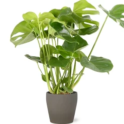 Castorama Mostera 21cm Avec Cache Pot Pierre