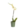 Castorama Orchidée 1 Tige Avec Pot En Céramique 12cm, Assortiment 1 Castorama Orchidée 1 Tige Avec Pot En Céramique 12cm, Assortiment -Clôture Soldes orchidee 1 tige avec pot en ceramique 12cm assortiment3663602464365 02c