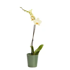 Castorama Orchidée 1 Tige Avec Pot En Céramique 12cm, Assortiment
