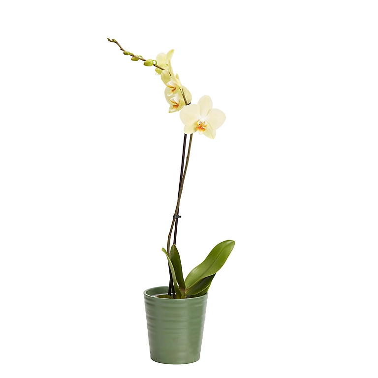 Castorama Orchidée 1 Tige Avec Pot En Céramique 12cm, Assortiment 3 Castorama Orchidée 1 Tige Avec Pot En Céramique 12cm, Assortiment