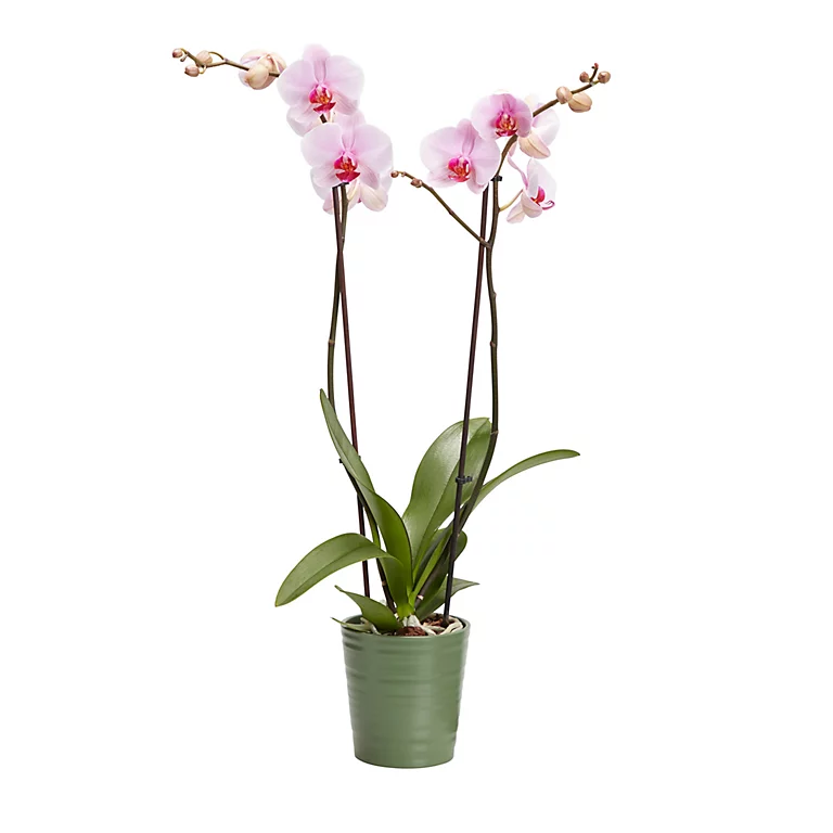 Castorama Orchidée 2 Tiges Avec Pot En Céramique 12cm, Assortiment 3 Castorama Orchidée 2 Tiges Avec Pot En Céramique 12cm, Assortiment