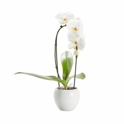 Castorama Orchidée Grandiflora Blanche 1 Tige Avec Pot En Céramique 14cm