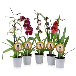 Castorama Orchidée Mix 1 Tige Parfumée