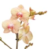 Castorama Orchidée Papillon 1 Tige, 12cm, Assortiment -Clôture Soldes orchidee papillon 1 tige 12cm assortiment5059340052298 02c FR CF