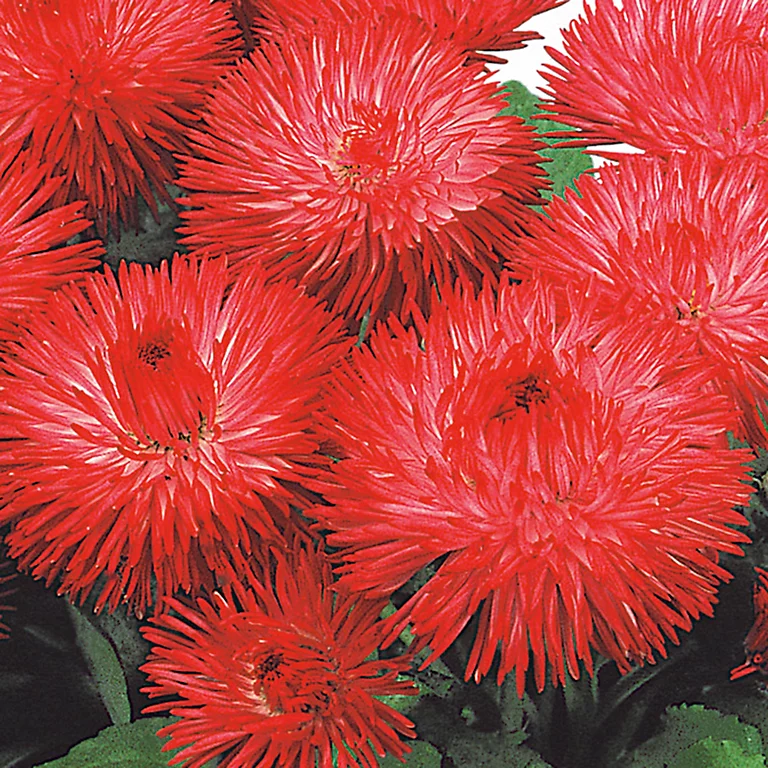 Castorama Pâquerettes Bellis Assortiment 13 Cm 3 Castorama Pâquerettes Bellis Assortiment 13 Cm