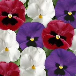 Castorama Pensée Cool Britania Lot De 6 Pots