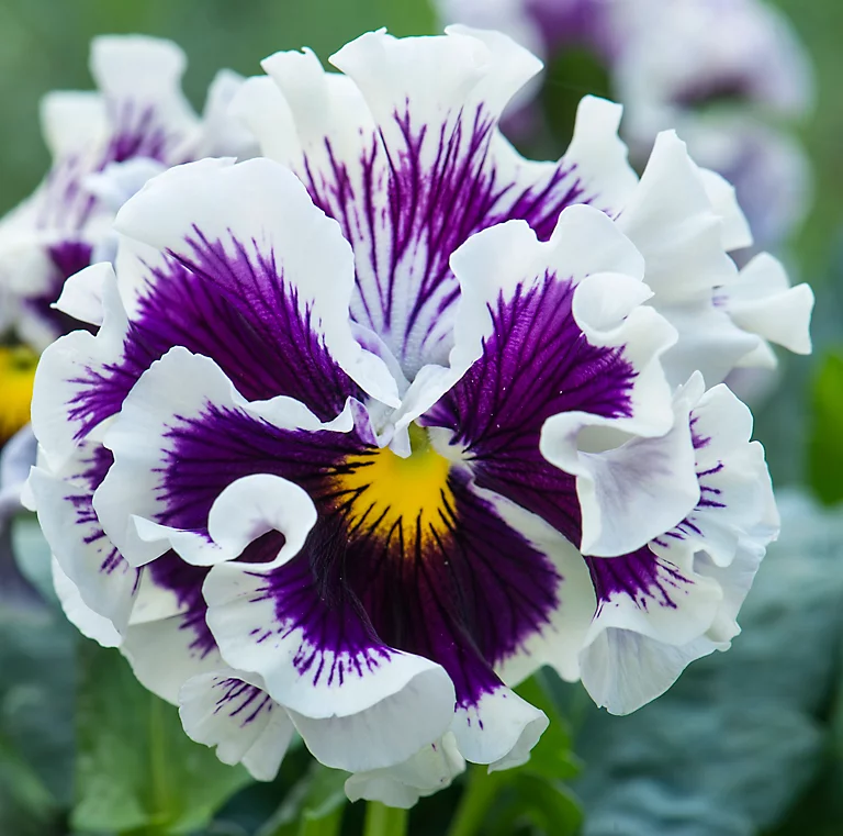 Castorama Pensée Ruffle Jardinière 21 Cm 3 Castorama Pensée Ruffle Jardinière 21 Cm