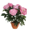 Castorama Pivoine Rose Artificiel ø45 X H.50 Cm En Pot Campana Terra ø17,5 Cm 1 Castorama Pivoine Rose Artificiel ø45 X H.50 Cm En Pot Campana Terra ø17,5 Cm -Clôture Soldes pivoine rose artificiel 45 x h 50 cm en pot campana terra 17 5 cm8712293478139 01c FR CF