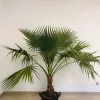 Castorama Plante D'extérieur Type Washingtonia Robusta Hauteur 60 à 80 Cm En Pot De 15 L 1 Castorama Plante D'extérieur Type Washingtonia Robusta Hauteur 60 à 80 Cm En Pot De 15 L -Clôture Soldes plante d exterieur type washingtonia robusta hauteur 60 a 80 cm en pot de 15 l8436565890695 01c FR CF