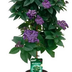 Castorama Plante Héliotropium Peruvianum Tige 19