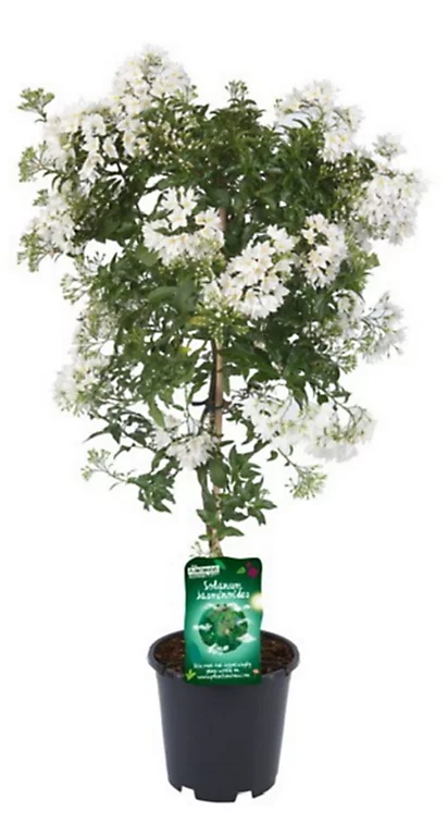 Castorama Plante Solanum Jasminoides Tige Blanc 19 3 Castorama Plante Solanum Jasminoides Tige Blanc 19
