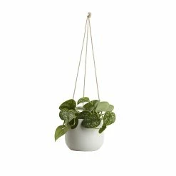Castorama Pothos Tacheté, Pot En Céramique Suspendu, 13cm