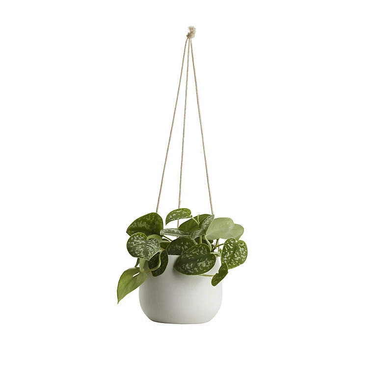 Castorama Pothos Tacheté, Pot En Céramique Suspendu, 13cm 3 Castorama Pothos Tacheté, Pot En Céramique Suspendu, 13cm