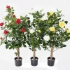 Castorama Rosier Royal Artificiel -Clôture Soldes rosier royal artificiel3700543512448 01c FR CF