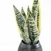 Castorama Sansevieria Artificielle H.49 Cm 2 Castorama Sansevieria Artificielle H.49 Cm -Clôture Soldes sansevieria artificielle h 49 cm3700543503194 01c FR CF