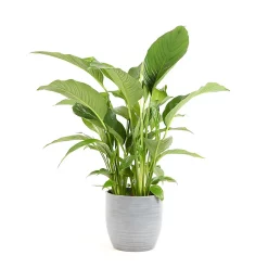 Castorama Spathiphyllum 21cm Avec Cache Pot Rayures Grises