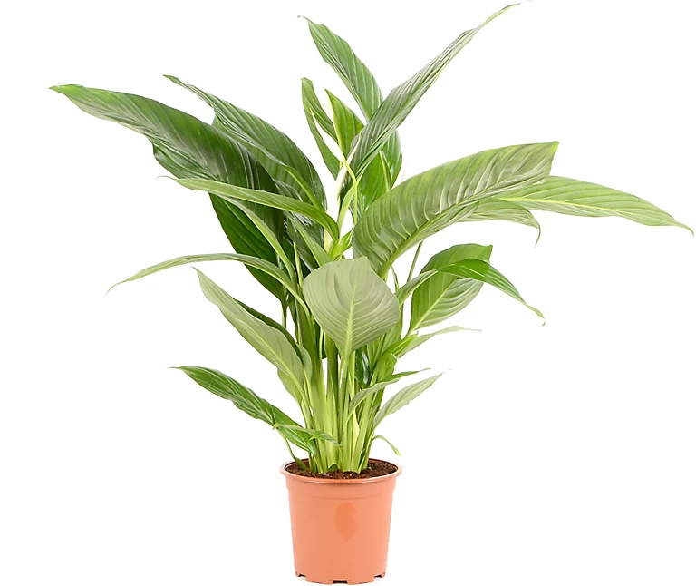 Castorama Spathiphyllum 21cm 3 Castorama Spathiphyllum 21cm