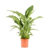 Castorama Spathiphyllum 24cm 2 Castorama Spathiphyllum 24cm -Clôture Soldes spathiphyllum 24cm8720053842137 01c FR CF