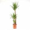 Castorama Yucca 3B 24cm 2 Castorama Yucca 3B 24cm -Clôture Soldes yucca 3b 24cm8720053842090 01c FR CF