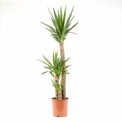 Castorama Yucca 3B 24cm